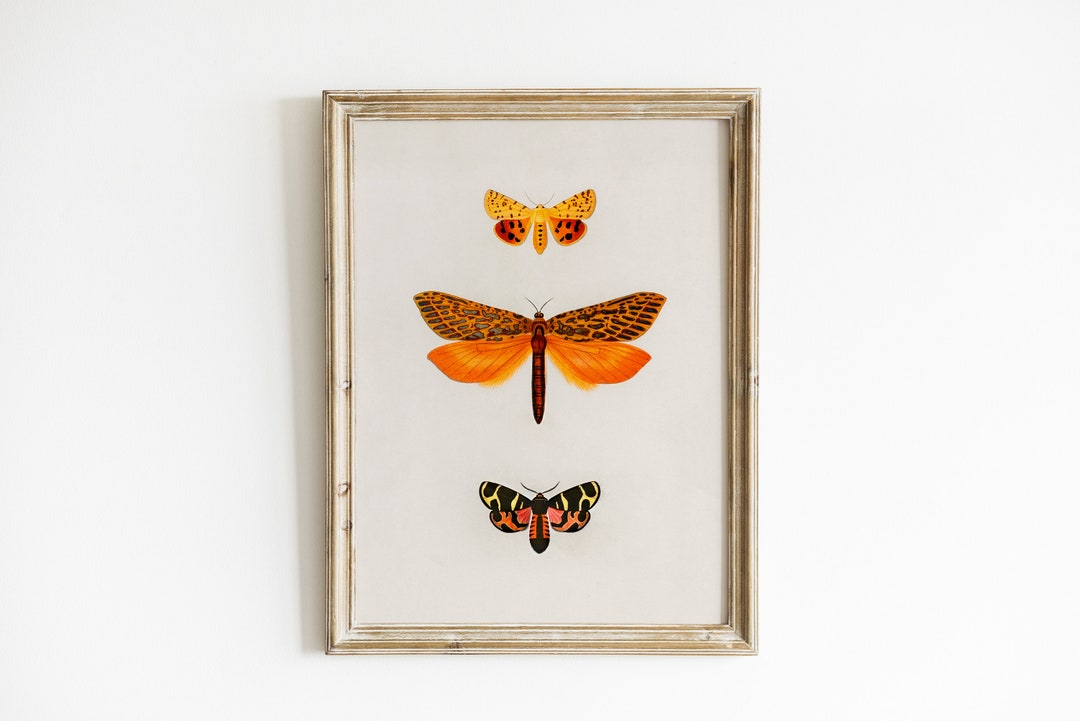 Vintage Moth Illustration Printable File Dark Antique Wall Art Home ...
