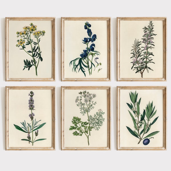 Antique Medicinal Plants Gallery Set of 6 Printable Wall art | GL002