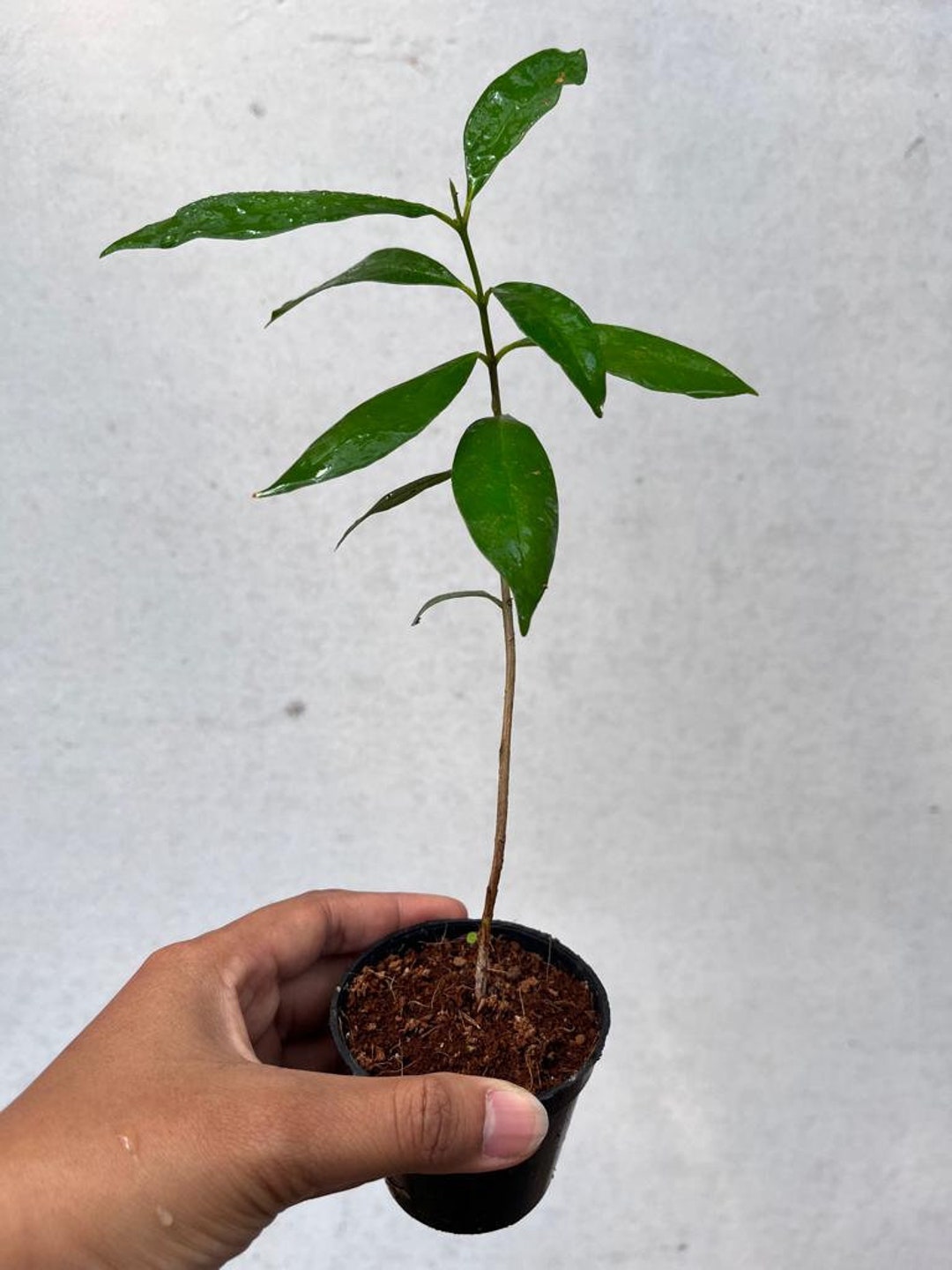 Rare Indonesian Bay Leaf Live Tree Plant Syzygium Polyanthum Etsy
