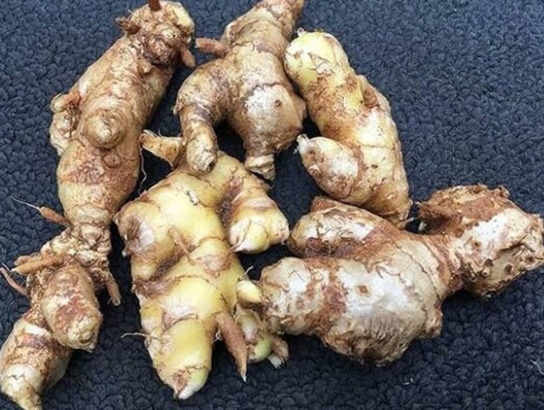 Shampoo Ginger, Zingiber Zerumbet, Fresh Rhizome, Non GMO Etsy