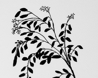 Seeded Eucalyptus  - 2 Ink Drawings - 5x7"