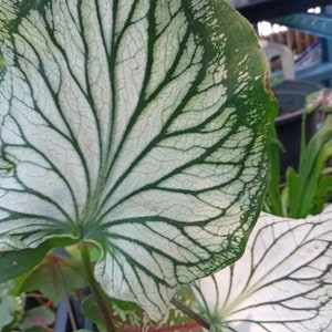 RARO! 1 bulbo di caladium White Angel