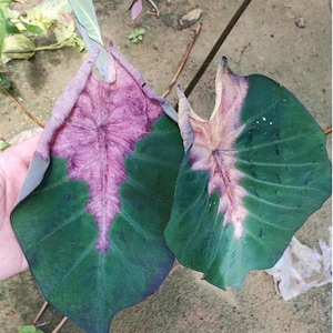 AUTHENTIC Colocasia Night Devil  1 bulb