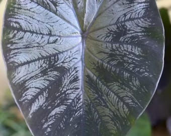 Blooms732 Colocasia dark black Magical Elefantenohr 5 Samen - Etsy.de