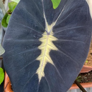 AUTHENTIC Colocasia Yellow Future 1 bulb