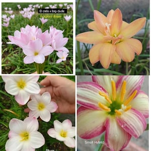 1 bulbs authentic Rain Lily zephyranthes 10 types of selections page 5