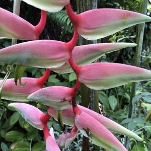 1 AUTHENTIC PINK Heliconia Rostrata Rhizome, Parrot’s beak, Hanging Lobster Claw Plant, Bihai rostrata, False Bird of Paradise