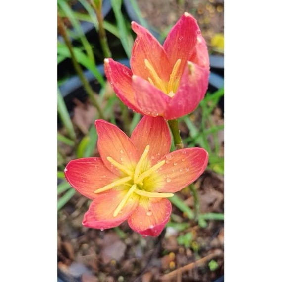 1 Bulbo Autentico Rain Lily Zephyranthes 10 Tipi Tra Cui - Foto 14