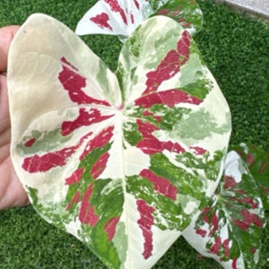 Limitato! 1 bulbo Chaturat/Pa Sorn/Ratanasil/Rak Ai Caladium Super Rare Series
