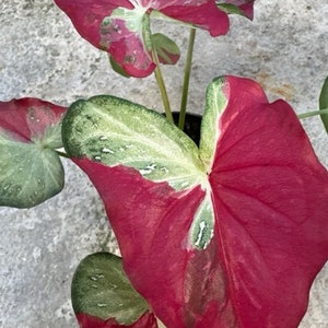1 cebula Shycool Caladium