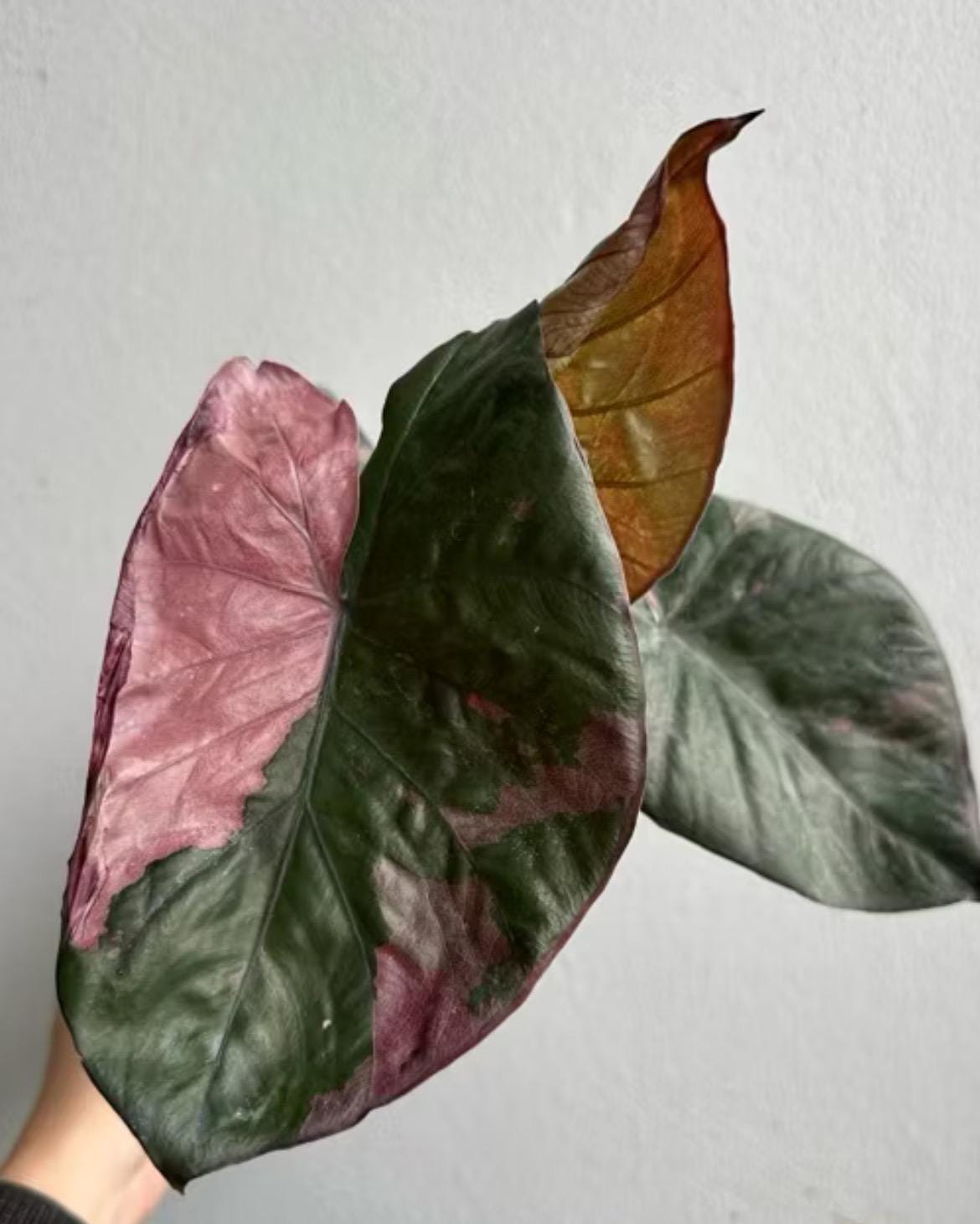 Alocasia serendipity variegated - Etsy 日本 Alocasia serendipity variegated - Etsy 日本