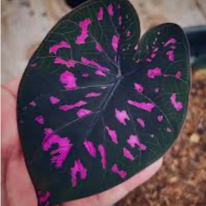 1 bulbo di Caladium dell&#39;Ecuador