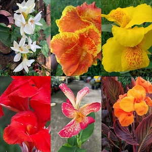 1 rhizom multiple colour canna lily