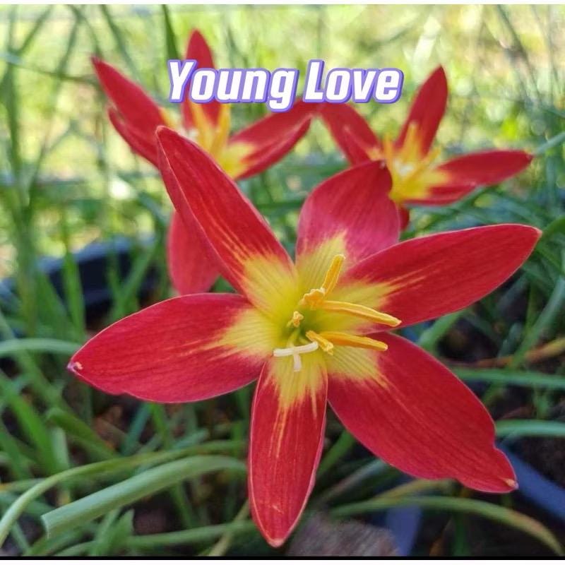 1 Bulbo Autentico Rain Lily Zephyranthes 10 Tipi Tra Cui - Foto 7