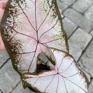 1 cebula Julatrecon caladium