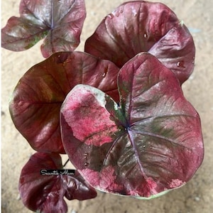 1 ampoule de Caladium Lukmai