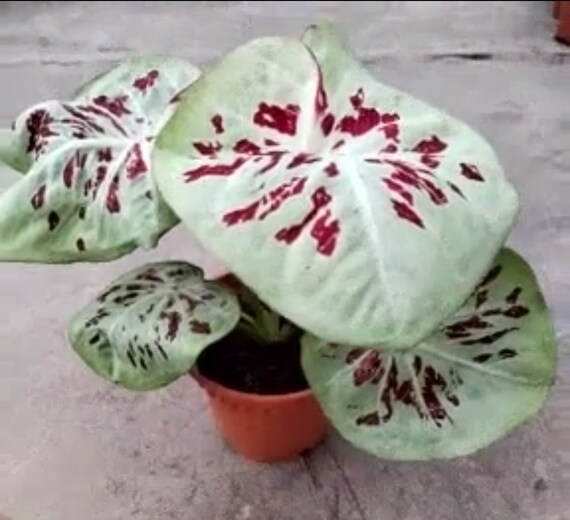 Caladium World 2 Caladium Rare Flower Bulbs