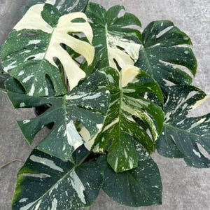 RARE EXOTIC!! Monstera ‘Thai Constellation’