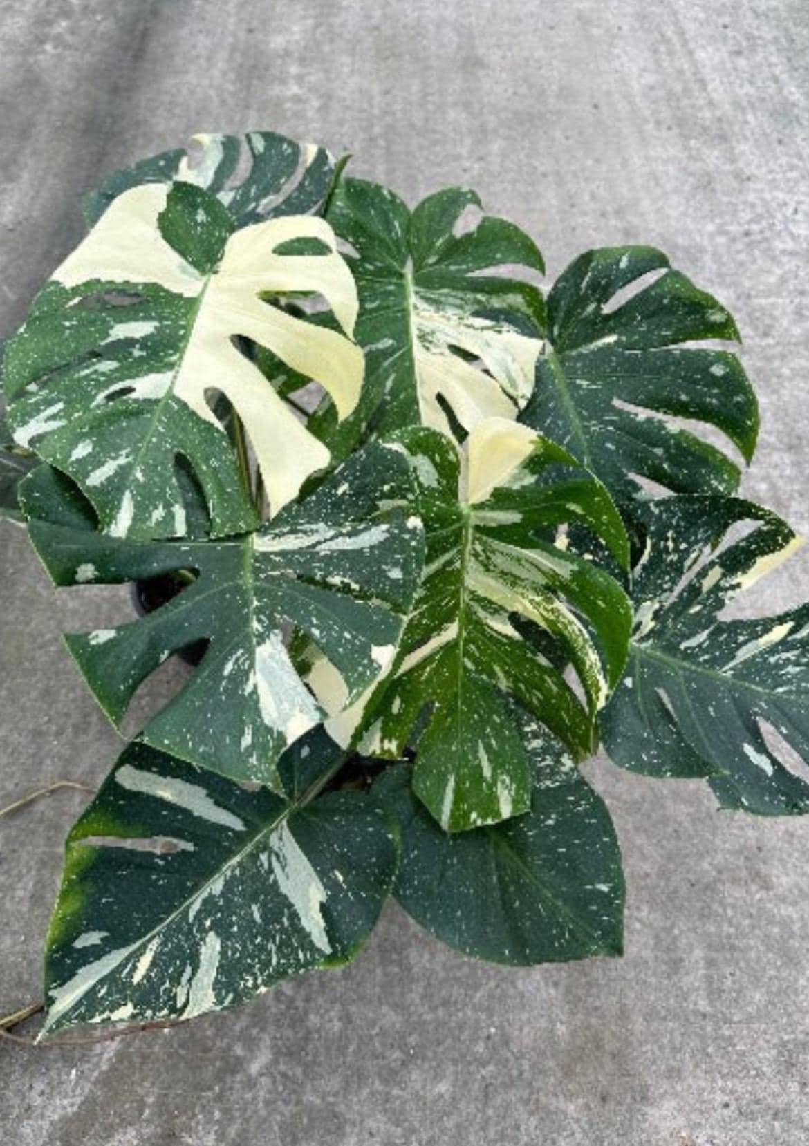 Thai constellation seeds - Etsy.de