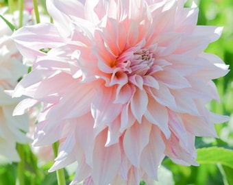 Plato Llano Café au Lait Dahlia 1 bombilla