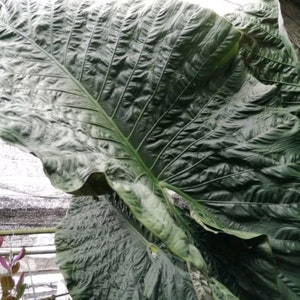 RARE EXOTIC!! Alocasia Serendipity