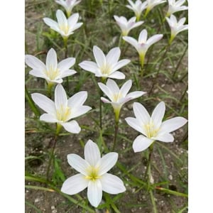 1 bulb authentic Rain Lily zephyranthes 10 type to choose page 3