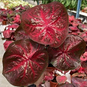 RZADKIE! 1 cebula Asmara (romance) caladium