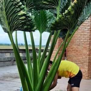 RARE!! Alocasia Triangularis Alocasia