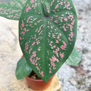 1 Glühlampe Jessie Caladium