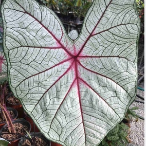 1 cebula Kaladium Białej Królowej