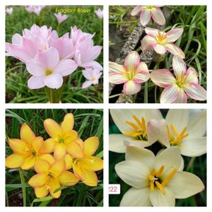 1 bulbs authentic Rain Lily zephyranthes 10 types of selections page 6