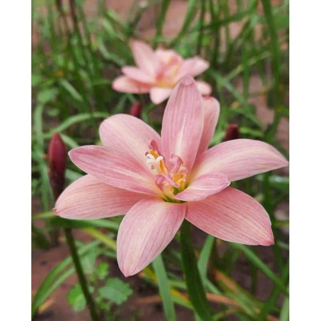【Lily】 1 Bulb Authentic Rain Lily Zephyranthes 10 Type to Choose