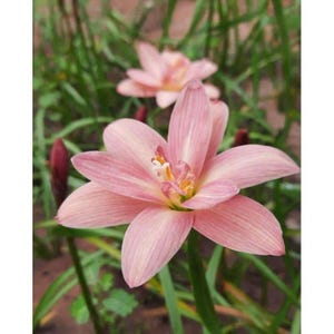 1 bulb authentic Rain Lily zephyranthes 10 type to choose page 3