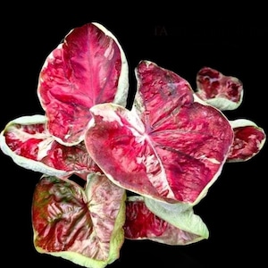 Super raro! 1 bulbo di Caladium principessa Tassika