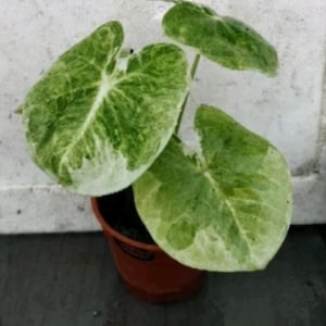 1 żarówka Meung Pat Buri Caladium