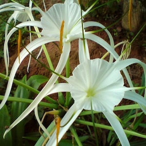 2 Spider Lily Bulbs