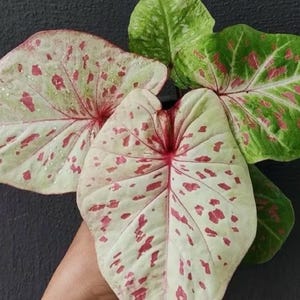 RARO! 1 bulbo Caladium Galaxy rosa