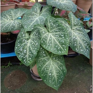 1 żarówka White Galaxy Caladium