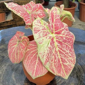 1 cebula Majestic Caladium