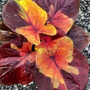 RARE ! 1 ampoule Caladium Sunset Sky