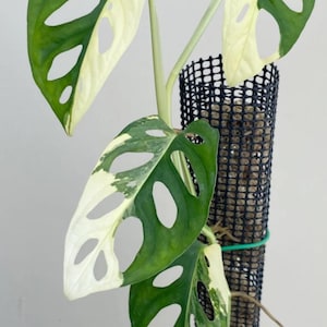 ¡¡¡EXÓTICO RARO!!! Monstera Adansonii Variegated
