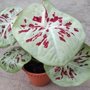 RZADKIE! 1 cebula One World caladium