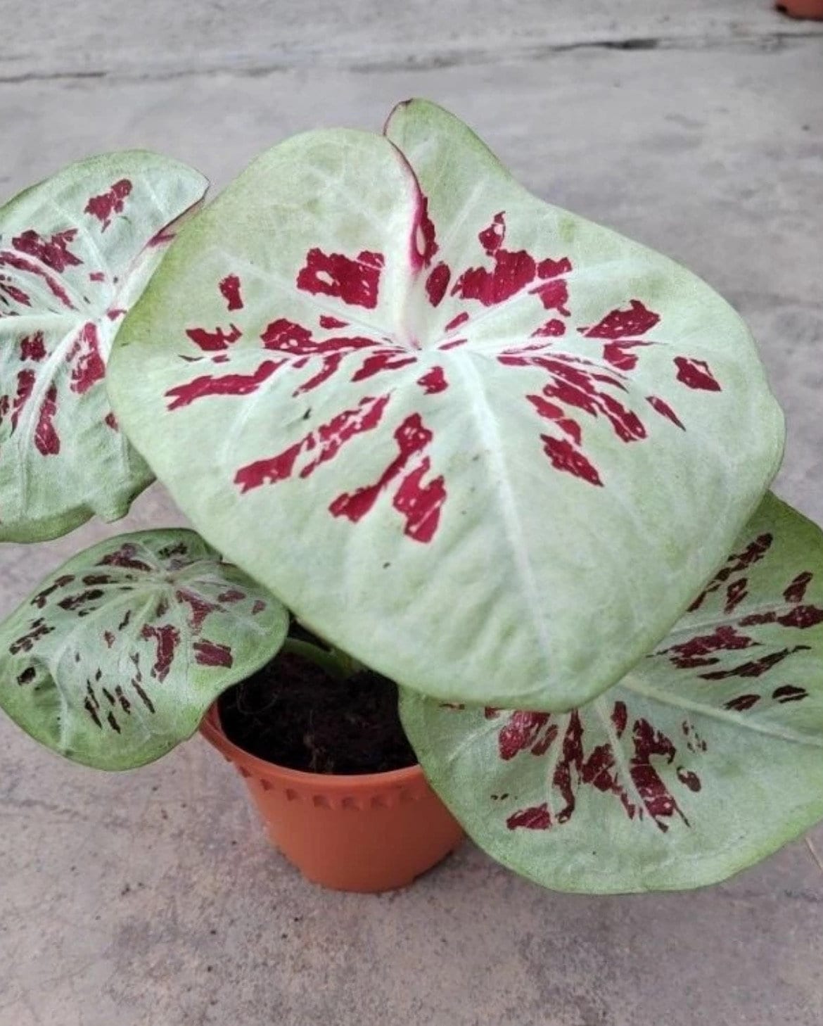 Rare caladiums - Etsy 日本