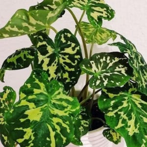 1 bulbo Hilo Beauty Caladium