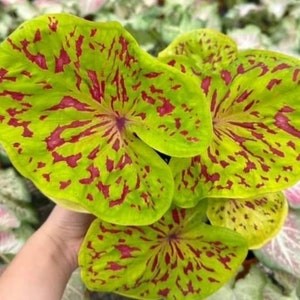 Superselten! 1 Glühlampe Kaiserin Caladium