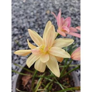 1 bulb authentic Rain Lily zephyranthes 10 type to choose page 2