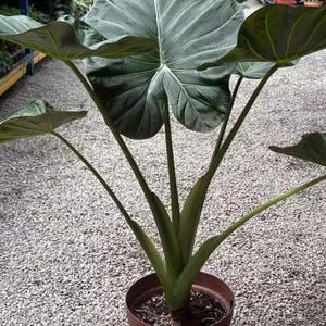 Alocasia regal shields - Etsy 日本