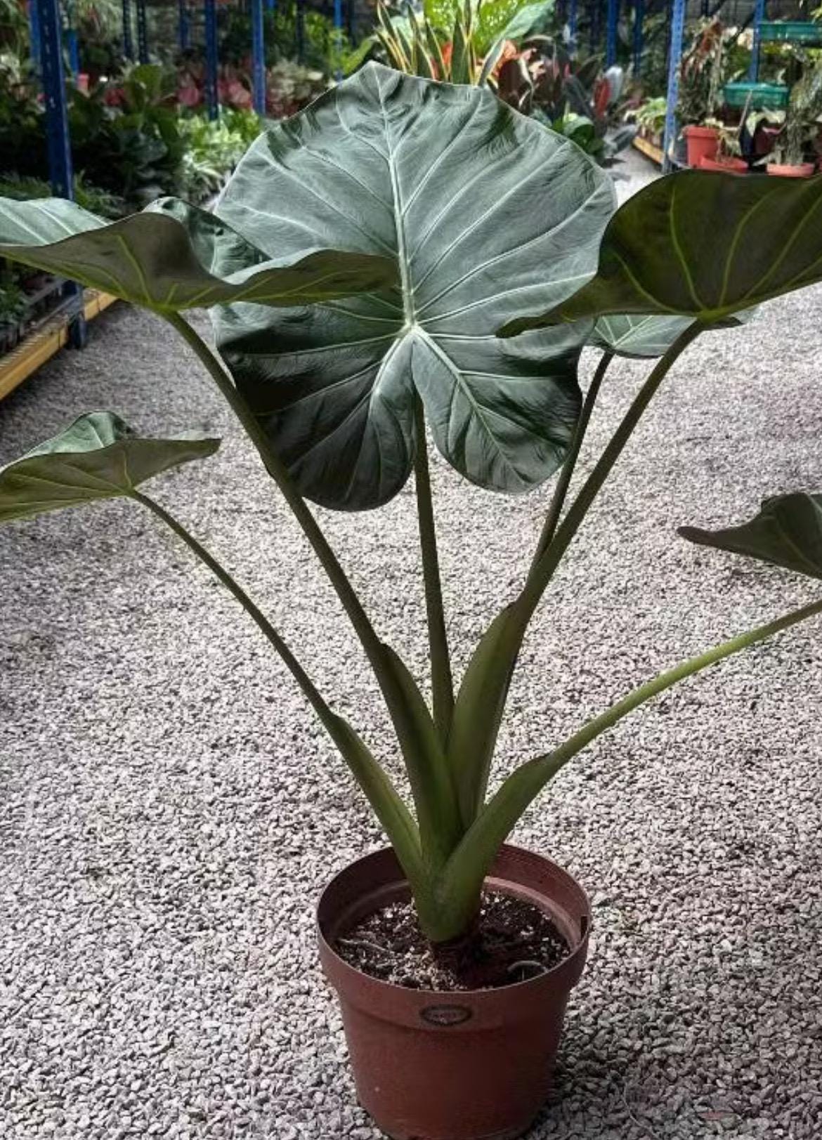 Alocasia regal shields - Etsy 日本