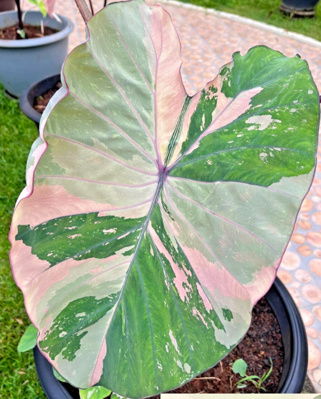 希少 コロカシア ピンクサファイア Pink Sapphire 観葉植物 Yahoo!オークション - 希少 Colocasia 'Pink saphire' ピンク