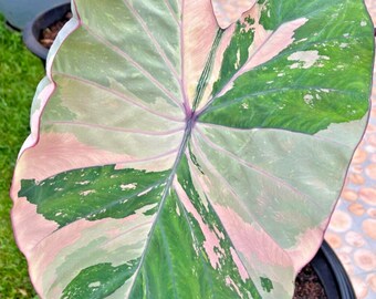 希少 コロカシア ピンクサファイア Pink Sapphire 観葉植物 il_340x270.6013226572_ekto.jpg